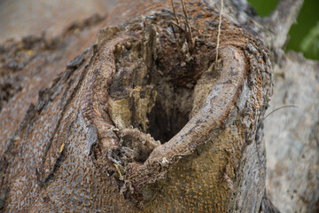 tree cavities, Close up of a tree knot on a hollow tree trunk