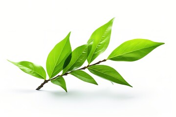 Poster - Green tea leaf on white background