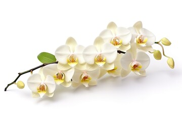 Wall Mural - Close-up of a white Moth dendrobium or Phalaenopsis orchid branch, suitable as a nature flower background.