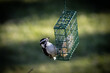 bird eating suet from hanging bird feeder 