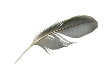 Beautiful macaw parrot feather bird isolated on white background