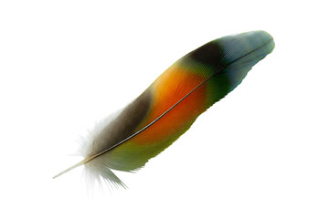 Canvas Print - Beautiful macaw lovebird feather isolated on white background