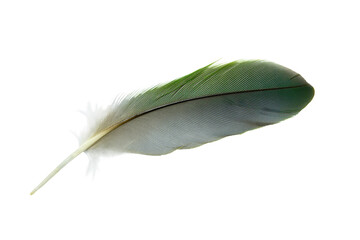 Beautiful macaw parrot feather bird isolated on white background