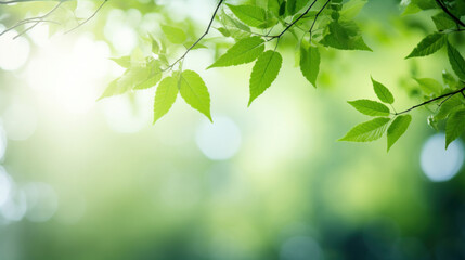 Fresh green leaves bathed in sunlight with a soft bokeh background, depicting a refreshing and peaceful environment.