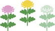 色の違う３本の菊の花のベクターイラスト