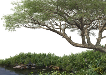 Canvas Print - Foreground with big trees and shrubs on transparent background