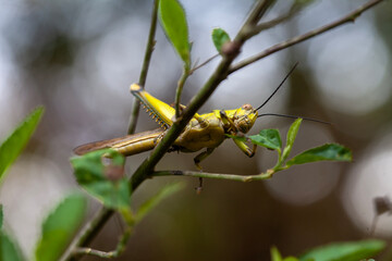 Wall Mural - Grasshopper in Nature Place