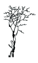 Wall Mural - Sketch of a young tree without leaves. Urban sketch with a black felt-tip pen, isolated on a white background.