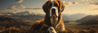 Closeup of saint bernard dog on a sunset sky and mountain background.Animal wide web banner
