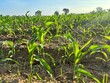 field of corn