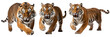 Collection of leaping tiger isolated on transparent background. Wild tiger that jumps and opens its mouth. Generative AI