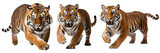 Fototapeta  - Collection of leaping tiger isolated on transparent background. Wild tiger that jumps and opens its mouth. Generative AI