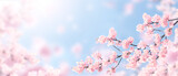 Fototapeta Kwiaty - Horizontal banner with sakura flowers of pink color on sunny backdrop. Beautiful nature spring background with a branch of blooming sakura. Sakura blossoming season in Japan