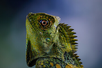 Canvas Print - Dragon forest lizard on a branch