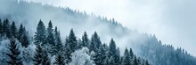 Snow covered trees in the forest during a fog. coniferous forest covered with hoarfrost.
