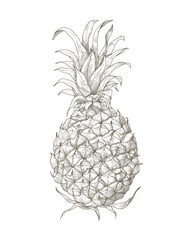 Poster - Pineapple, sketch in vintage style. Ananas, whole tropical fruit, retro detailed ink drawing, outlined contoured etching, engraving, woodcut. Drawn vector illustration isolated on white background