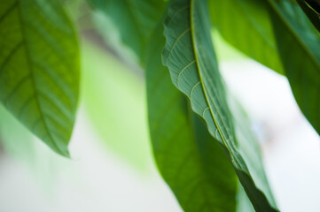 Wall Mural - green leaves background