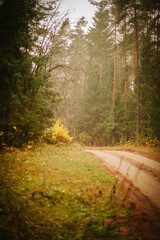 Wall Mural - path in the forest