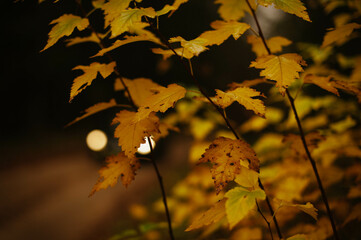 Wall Mural - autumn leaves in the forest