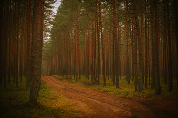 Wall Mural - path in the woods