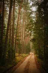 Wall Mural - path in the woods