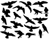 Fototapeta Dinusie - Collection of silhouettes of peregrine falcon or peregrine birds