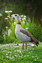 Egyptian Goose Standing Near Pond With Flowers