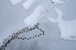 Ducks' flipper tracks in snow on river ice