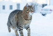 Pet cat in the countryside pays a short visit outside even in winter