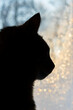 Portrait of pet cat by frosty window 