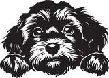 Fototapeta Pokój dzieciecy - black and white cavoodle peeking dog