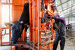 Cow secured in hydraulic apparatus during hoof trimming. Farmer man master of pedicure for hooves cattle