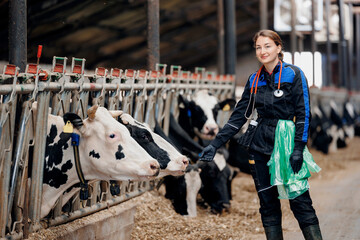 Wall Mural - Concept health care on cattle livestock farming industry. Vet rectal examination on cow, Veterinarian doctor with stethoscope and disposable gloves