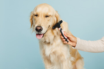 Wall Mural - Close up professional female hand hold grooming brush trimming her adorable best friend golden retriever dog at salon isolated on plain pastel light blue background studio Take care about pet concept