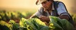 a farmer is checking a tobacco plantation.modern plantation concept