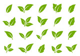 Fototapeta  - green leaves and branches icon