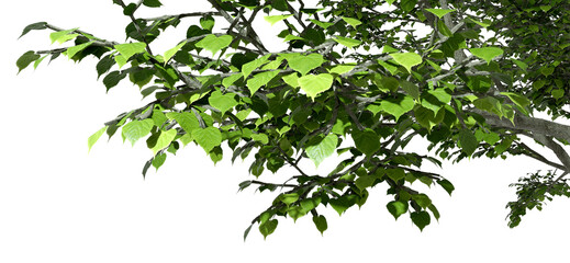 Fototapete - Greenery tree leaves branches forestry on top border 3d render png
