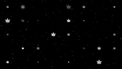 Poster - Template animation of evenly spaced maple leafs of different sizes and opacity. Animation of transparency and size. Seamless looped 4k animation on black background with stars