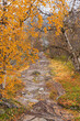 Landschaftsfotografie von einem in Herbstfarben erstrahlenden Weg in Norwegen, Skandinavien. 
