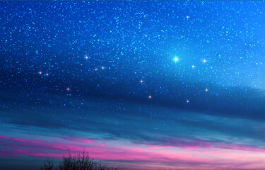 Wall Mural - night sky with stars over dark trees.