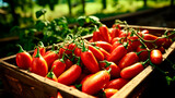 Fototapeta Dmuchawce - close up of a tray full of delicious freshly picked farm fresh san Marzano tomatoes, organic product. view from above. AI generate