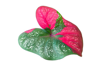Wall Mural - Colorful Caladium Leaf Isolated on White Background with Clippin