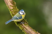 Eurasian Blue Tit (Parus Caeruleus) Sitting On The Branch Covered With Green Moss, Wildlife, Slovakia
