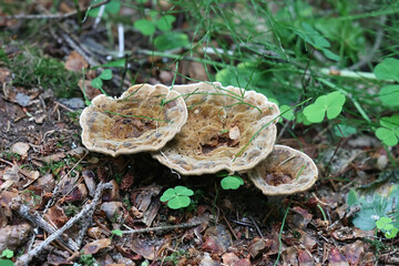 Wall Mural - Velvet Rosette, Pelloporus tomentosus, wild polypore fungus from Finland