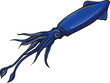 Sea squid. Cartoon calamari animal character, aquatic fauna creature flat vector illustration