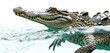 Underwater view of a swimming crocodile isolated on a transparent background
