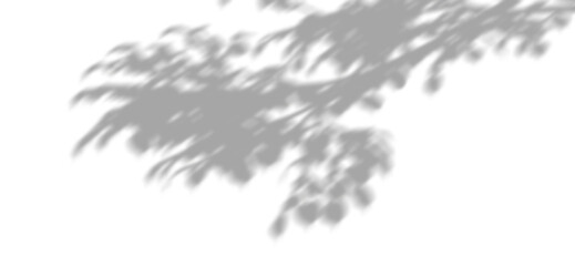 Wall Mural - shadow leafs branch shade movement isolated on transparent backgrounds 3d rendering png