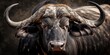African buffalo, Cape buffalo - Syncerus caffer, bull with the green vegetation in background