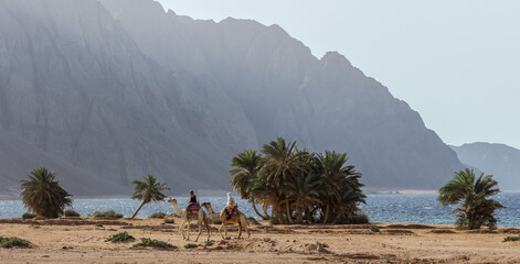 Wall Mural - two Egyptian girls riding camels ride along the coast of the Red Sea in Egypt Dahab