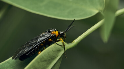 Wall Mural - Black and yellow insect, Fly Sierra del Sen del Campo Adurgoa gonagra